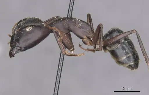 Camponotus maculatus - CASENT0910065