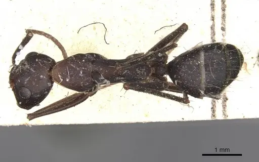 Camponotus maculatus - CASENT0910066