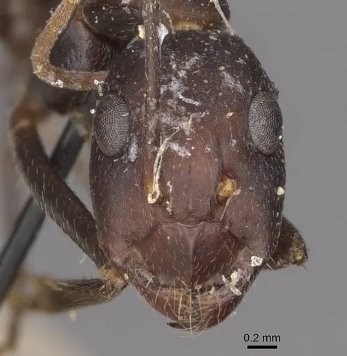 Camponotus maculatus - CASENT0910066