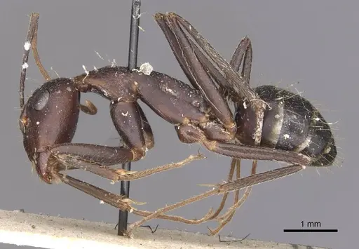 Camponotus maculatus - CASENT0910066