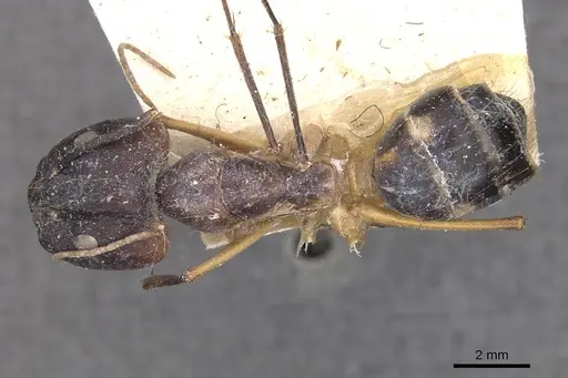 Camponotus maculatus - CASENT0910067