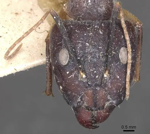 Camponotus maculatus - CASENT0910067