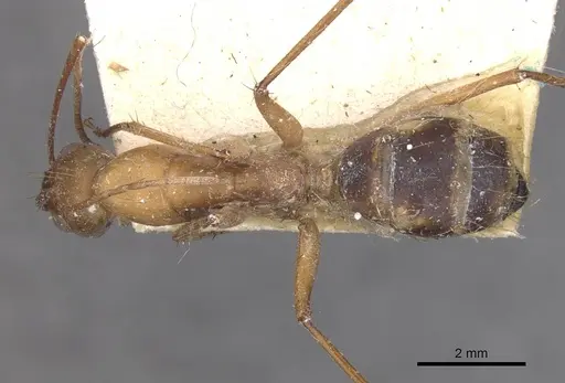 Camponotus maculatus - CASENT0910068