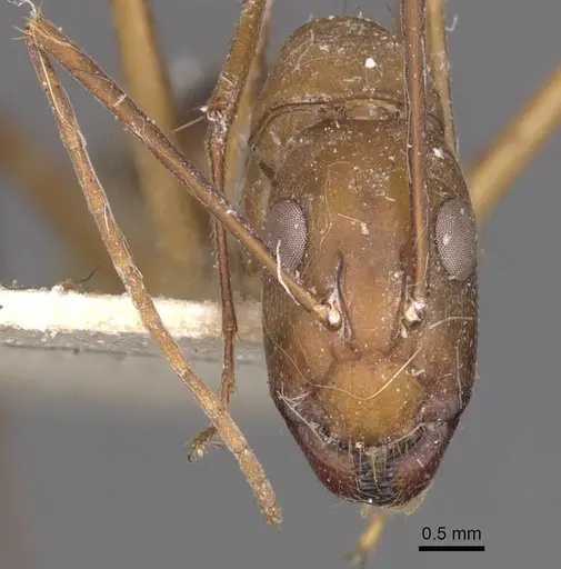 Camponotus maculatus - CASENT0910068