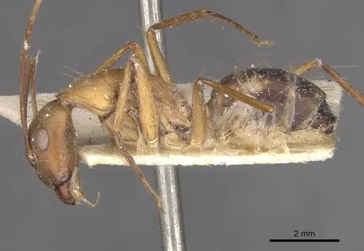 Camponotus maculatus - CASENT0910068