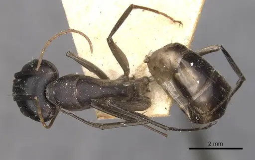 Camponotus maculatus - CASENT0910069