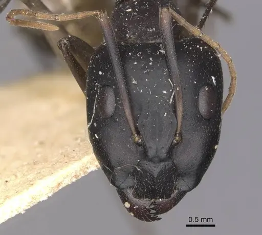 Camponotus maculatus - CASENT0910069