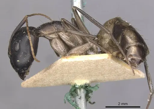 Camponotus maculatus - CASENT0910069