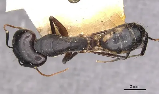 Camponotus maculatus - CASENT0910070