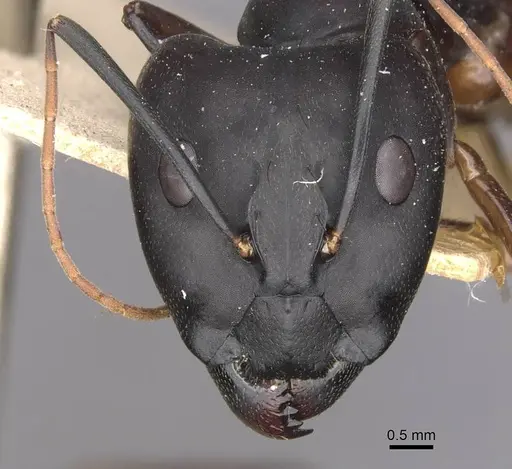 Camponotus maculatus - CASENT0910070