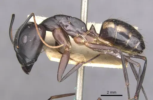 Camponotus maculatus - CASENT0910070