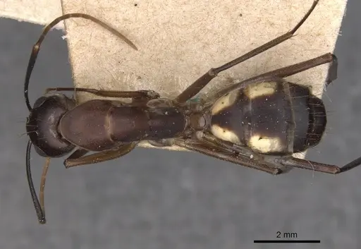 Camponotus maculatus - CASENT0910071