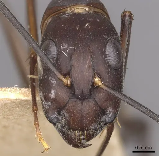 Camponotus maculatus - CASENT0910071