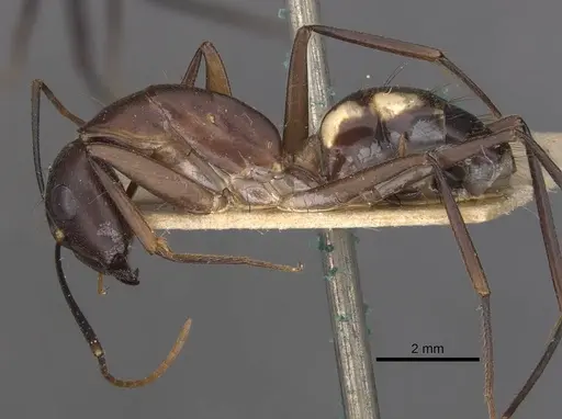 Camponotus maculatus - CASENT0910071