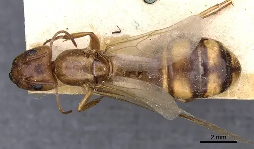 Camponotus maculatus - CASENT0910155