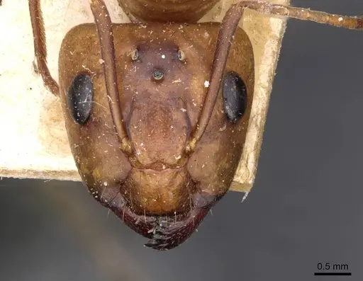 Camponotus maculatus - CASENT0910155