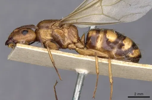 Camponotus maculatus - CASENT0910155