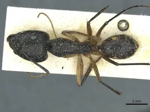 Camponotus maculatus - CASENT0911966