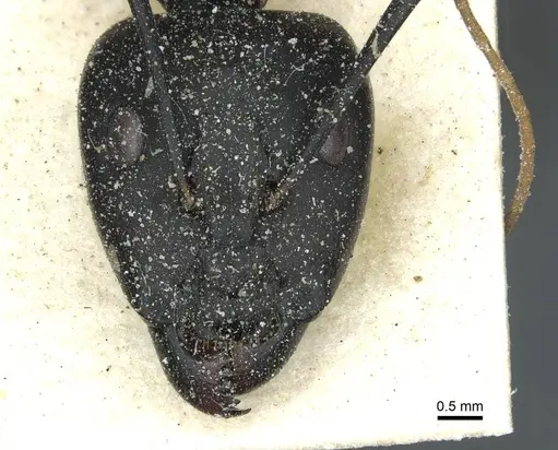 Camponotus maculatus - CASENT0911966