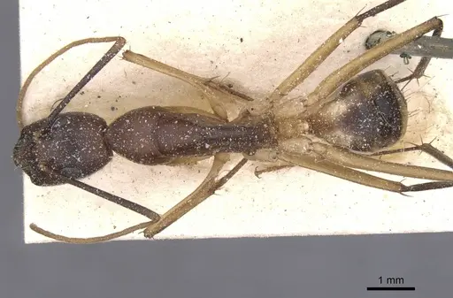 Camponotus maculatus - CASENT0911967