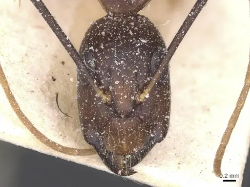 Camponotus maculatus - CASENT0911967