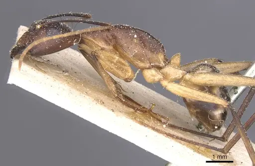 Camponotus maculatus - CASENT0911967