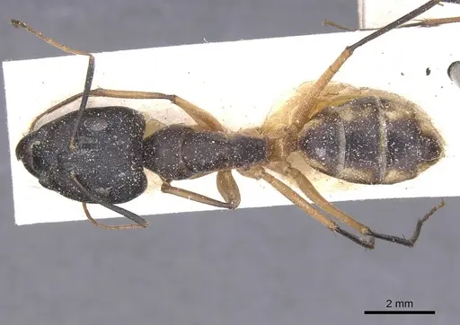 Camponotus maculatus - CASENT0911968