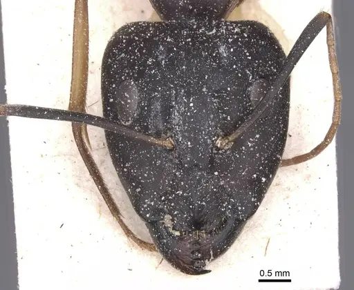 Camponotus maculatus - CASENT0911968