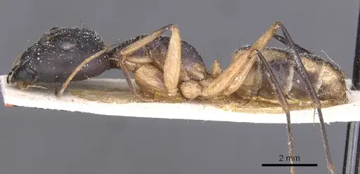 Camponotus maculatus - CASENT0911968