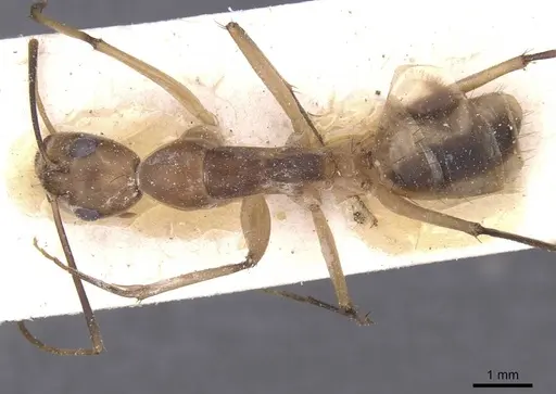 Camponotus maculatus - CASENT0911969