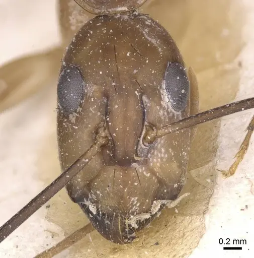 Camponotus maculatus - CASENT0911969