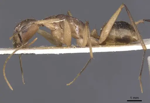 Camponotus maculatus - CASENT0911969