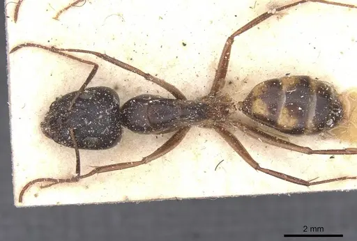 Camponotus maculatus - CASENT0911970