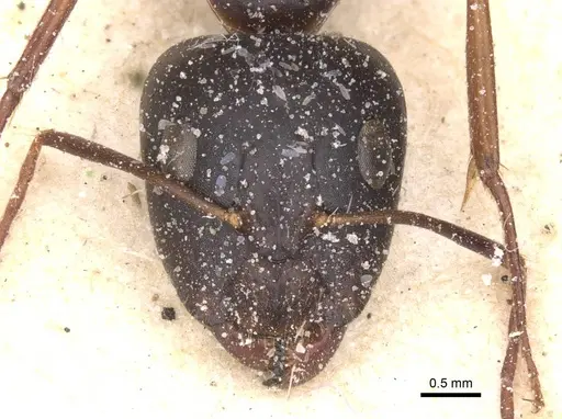 Camponotus maculatus - CASENT0911970