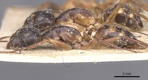 Camponotus maculatus - CASENT0911970