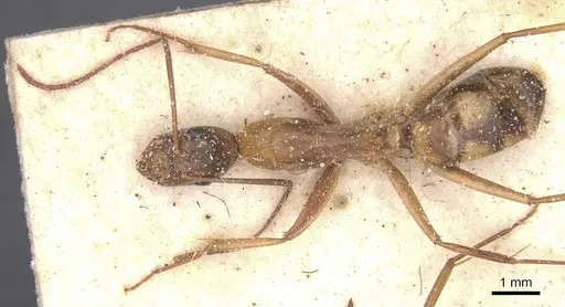 Camponotus maculatus - CASENT0911971