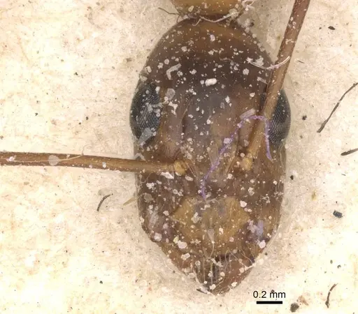 Camponotus maculatus - CASENT0911971