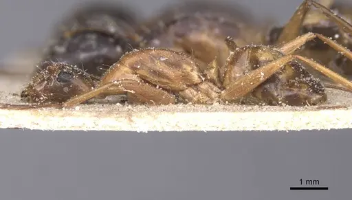 Camponotus maculatus - CASENT0911971