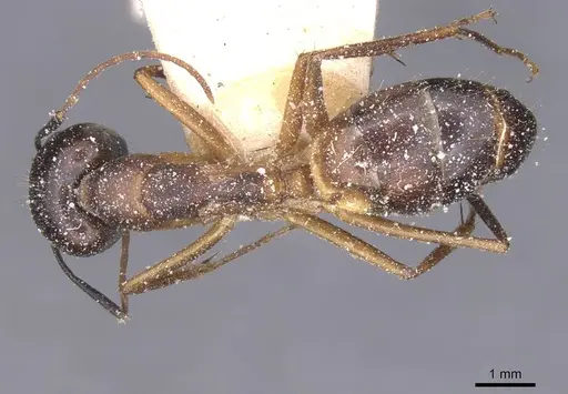 Camponotus maculatus - CASENT0911972