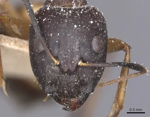 Camponotus maculatus - CASENT0911972