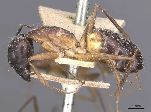 Camponotus maculatus - CASENT0911972