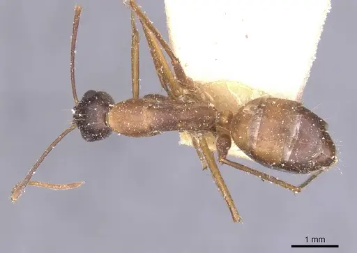 Camponotus maculatus - CASENT0911973