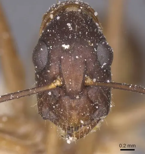 Camponotus maculatus - CASENT0911973