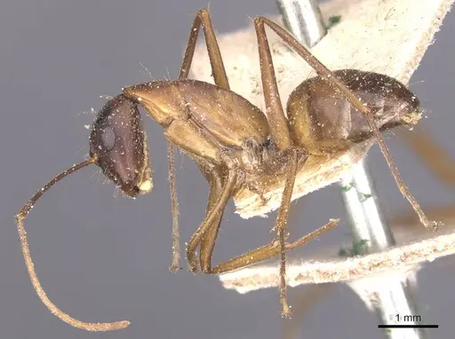 Camponotus maculatus - CASENT0911973