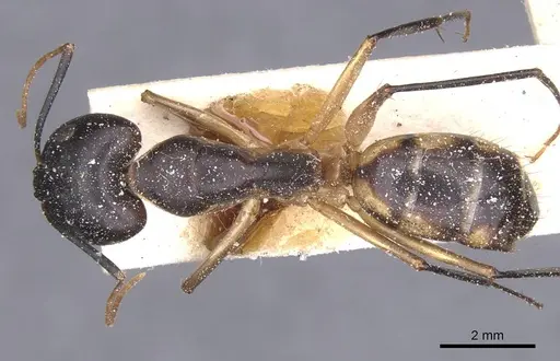 Camponotus maculatus - CASENT0911974