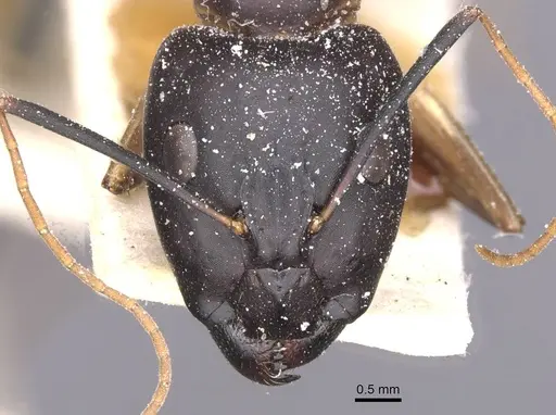 Camponotus maculatus - CASENT0911974