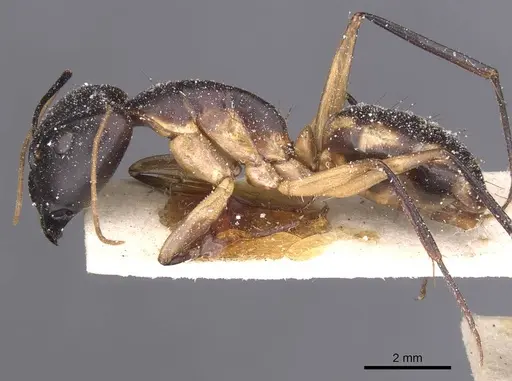 Camponotus maculatus - CASENT0911974