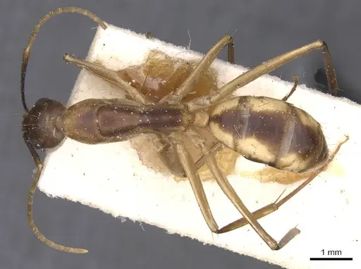 Camponotus maculatus - CASENT0911975