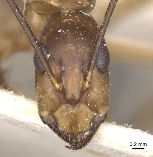 Camponotus maculatus - CASENT0911975