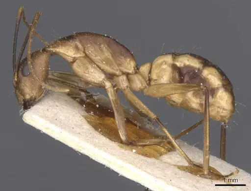 Camponotus maculatus - CASENT0911975